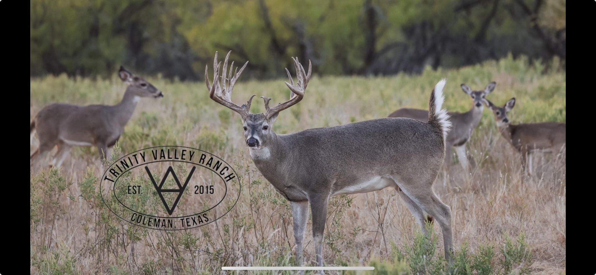 Trophy whitetail buck 1