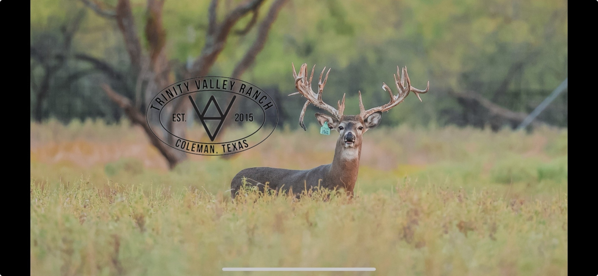 Trophy whitetail buck 2