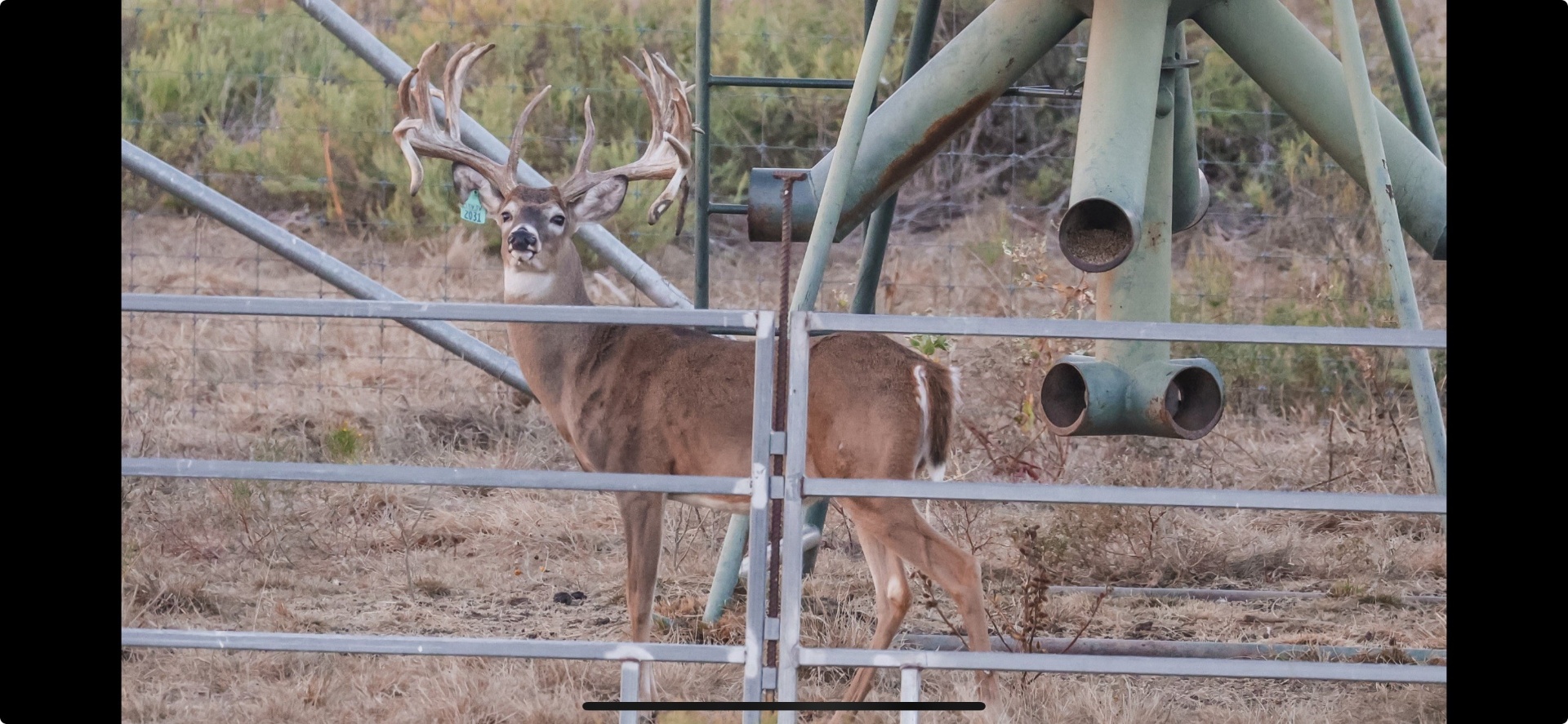 Trophy whitetail buck 3